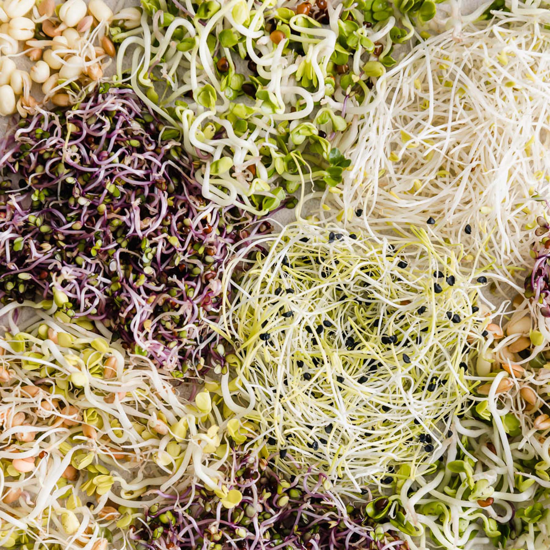 Bio-Keimsprossen - Image 8